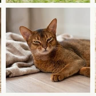 An Abyssinian resting in a cozy indoor setting