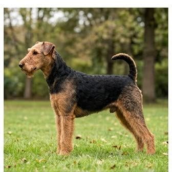 An Airedale Terrier standing outdoors
