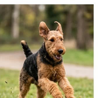 An Airedale Terrier running or playing outdoors