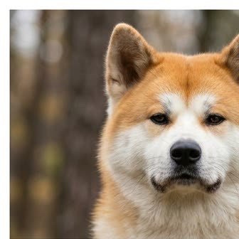 Close-up portrait of an Akita