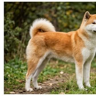 An Akita puppy with a curious expression
