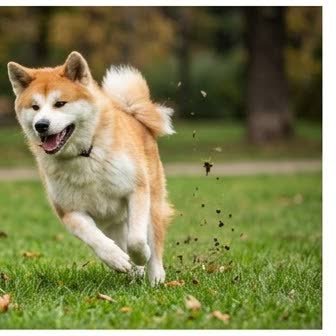 An Akita in a characteristic pose