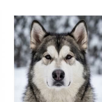 Close-up portrait of an Alaskan Malamute