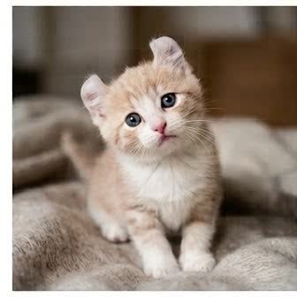 An American Curl kitten with a curious expression
