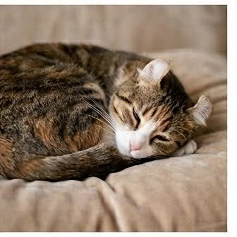 An American Curl in a characteristic pose
