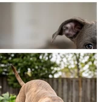 An American Pit Bull Terrier in a characteristic pose