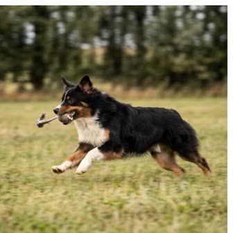 An Australian Shepherd running or playing outdoors