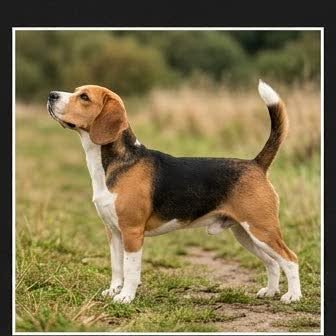 A Beagle standing outdoors