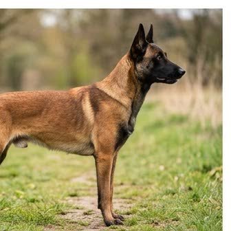 A Belgian Malinois running or playing outdoors