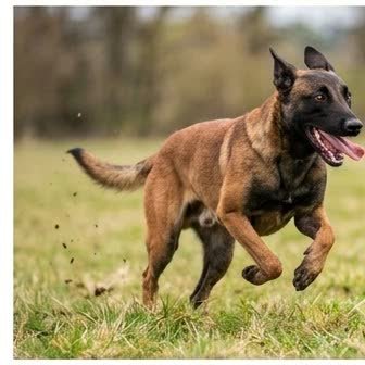 A Belgian Malinois puppy with a curious expression