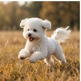 A Bichon Frise running or playing outdoors