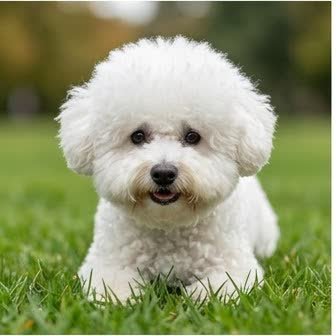 A Bichon Frise in a characteristic pose