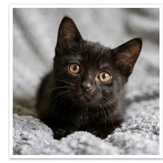 A Bombay kitten with a curious expression