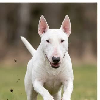A Bull Terrier running or playing outdoors