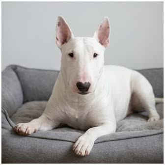 A Bull Terrier resting in a cozy indoor setting