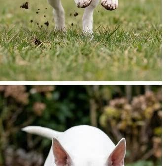 A Bull Terrier in a characteristic pose