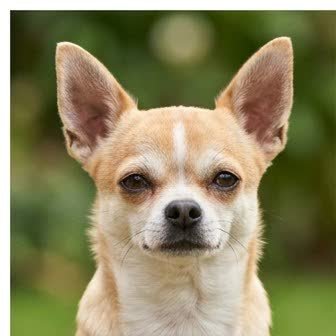 Close-up portrait of a Chihuahua