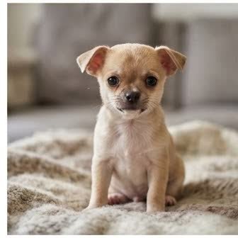 A Chihuahua puppy with a curious expression