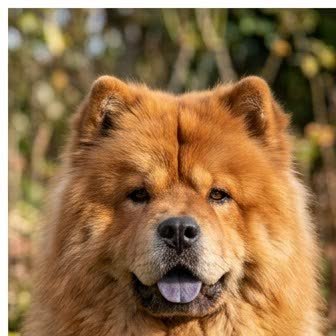 Close-up portrait of a Chow Chow