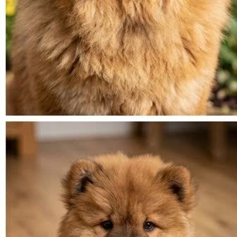A Chow Chow puppy with a curious expression