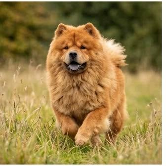 A Chow Chow in a characteristic pose