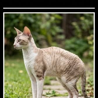 A Cornish Rex standing outdoors