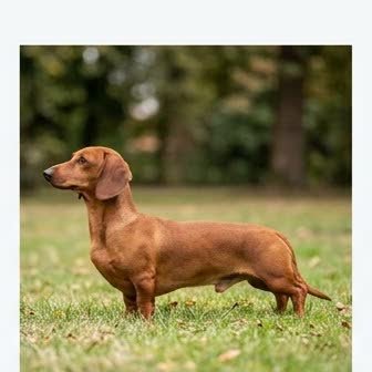A Dachshund standing outdoors