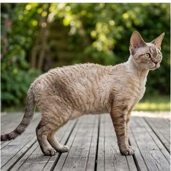A Devon Rex standing outdoors