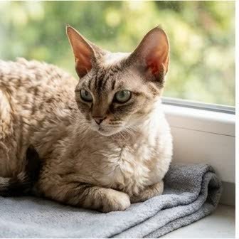 A Devon Rex in a characteristic pose