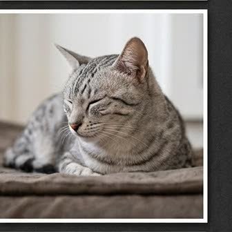 An Egyptian Mau in a characteristic pose