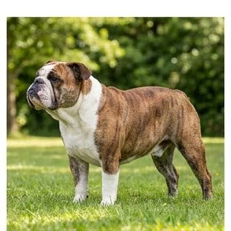 An English Bulldog standing outdoors