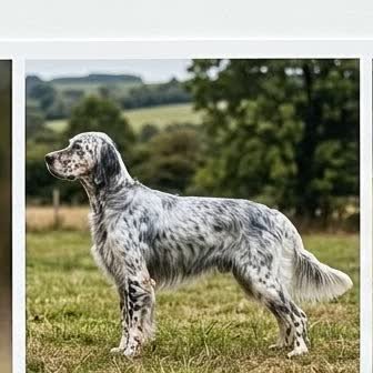 An English Setter standing outdoors