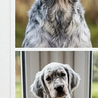 An English Setter puppy with a curious expression