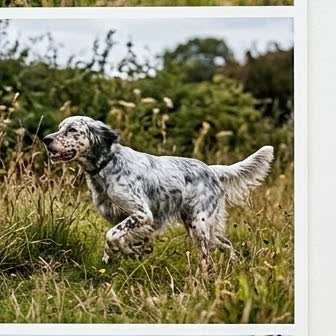 An English Setter in a characteristic pose