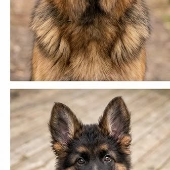 A German Shepherd puppy with a curious expression