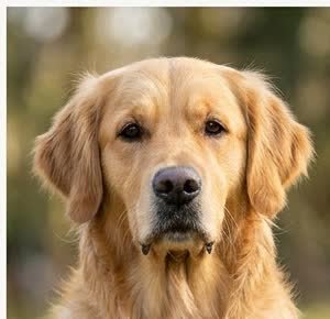 Close-up portrait of a Golden Retriever