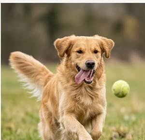 A Golden Retriever running or playing outdoors