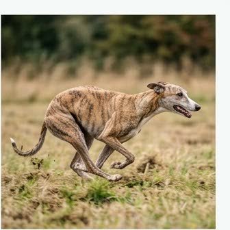 A Greyhound running or playing outdoors