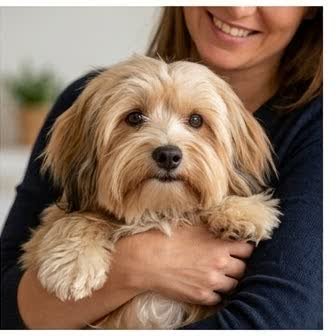 A Havanese in a characteristic pose