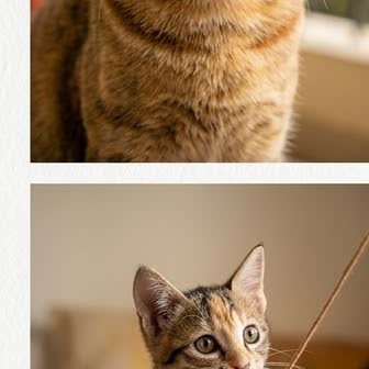 An Indian Desi Cat kitten with a curious expression